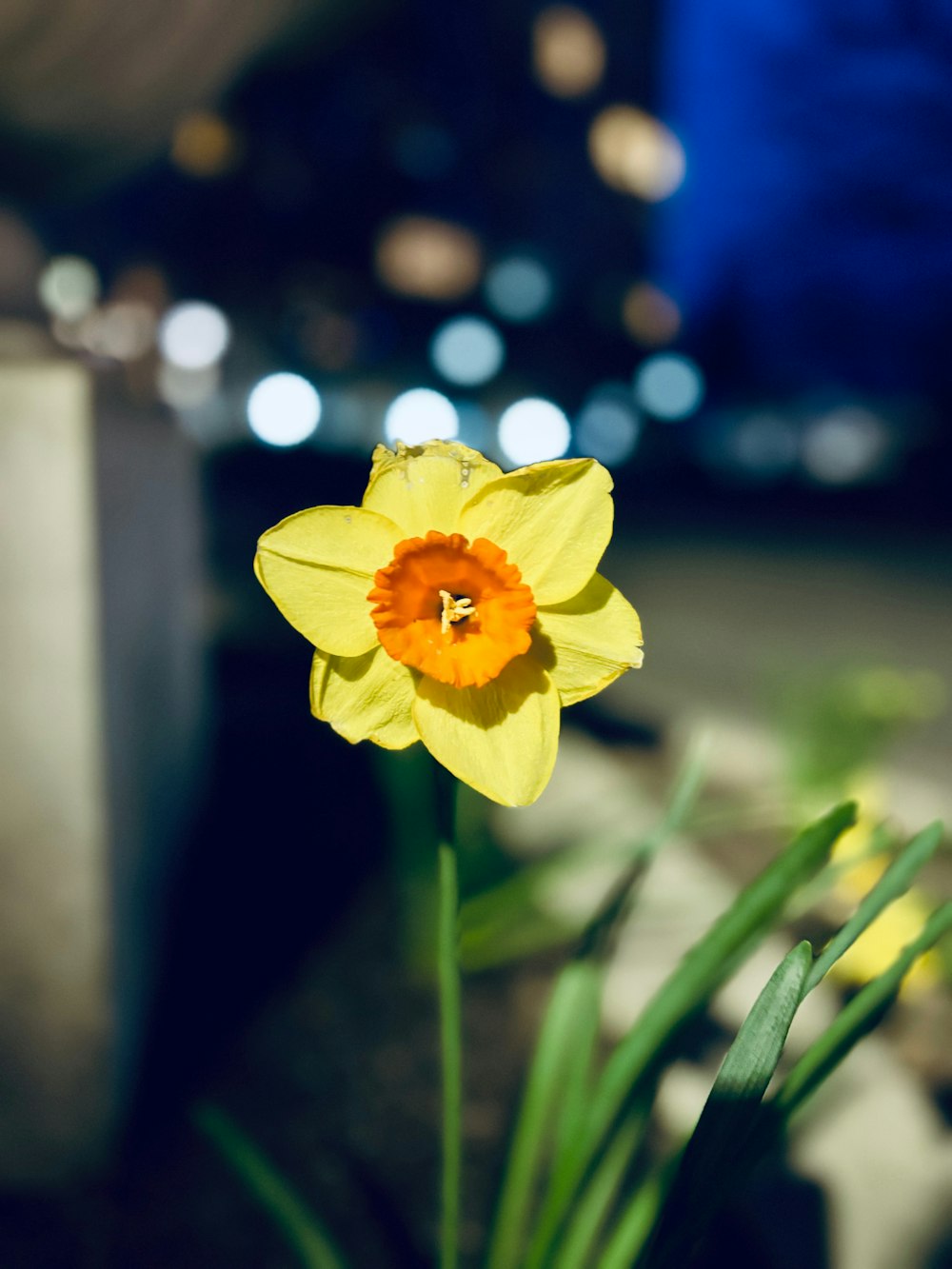 a close up of a yellow flower with a blurry background