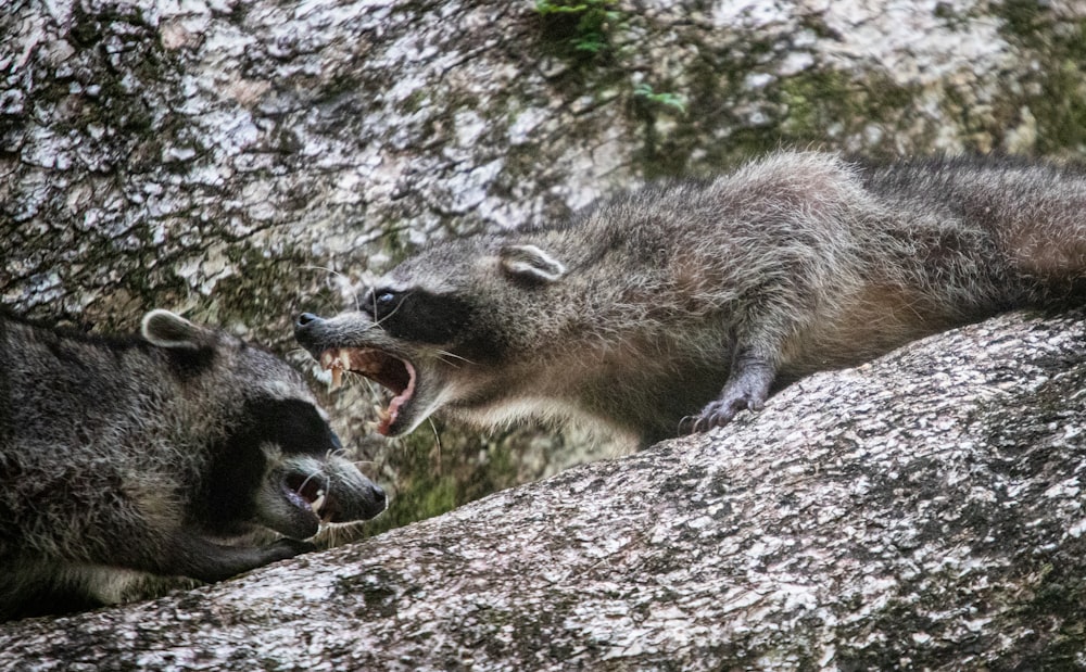 a couple of raccoons that are standing on a rock
