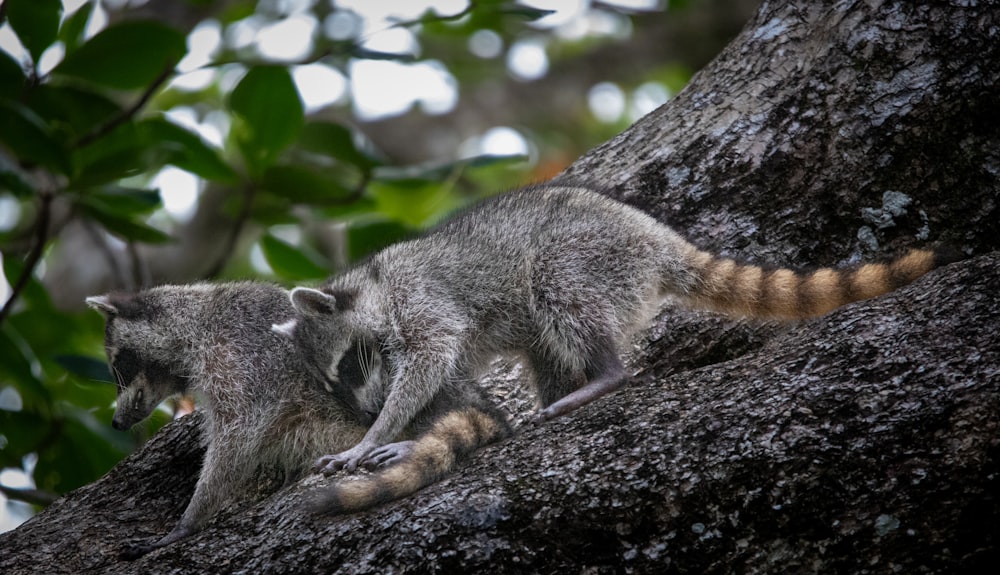 a couple of raccoons sitting on top of a tree