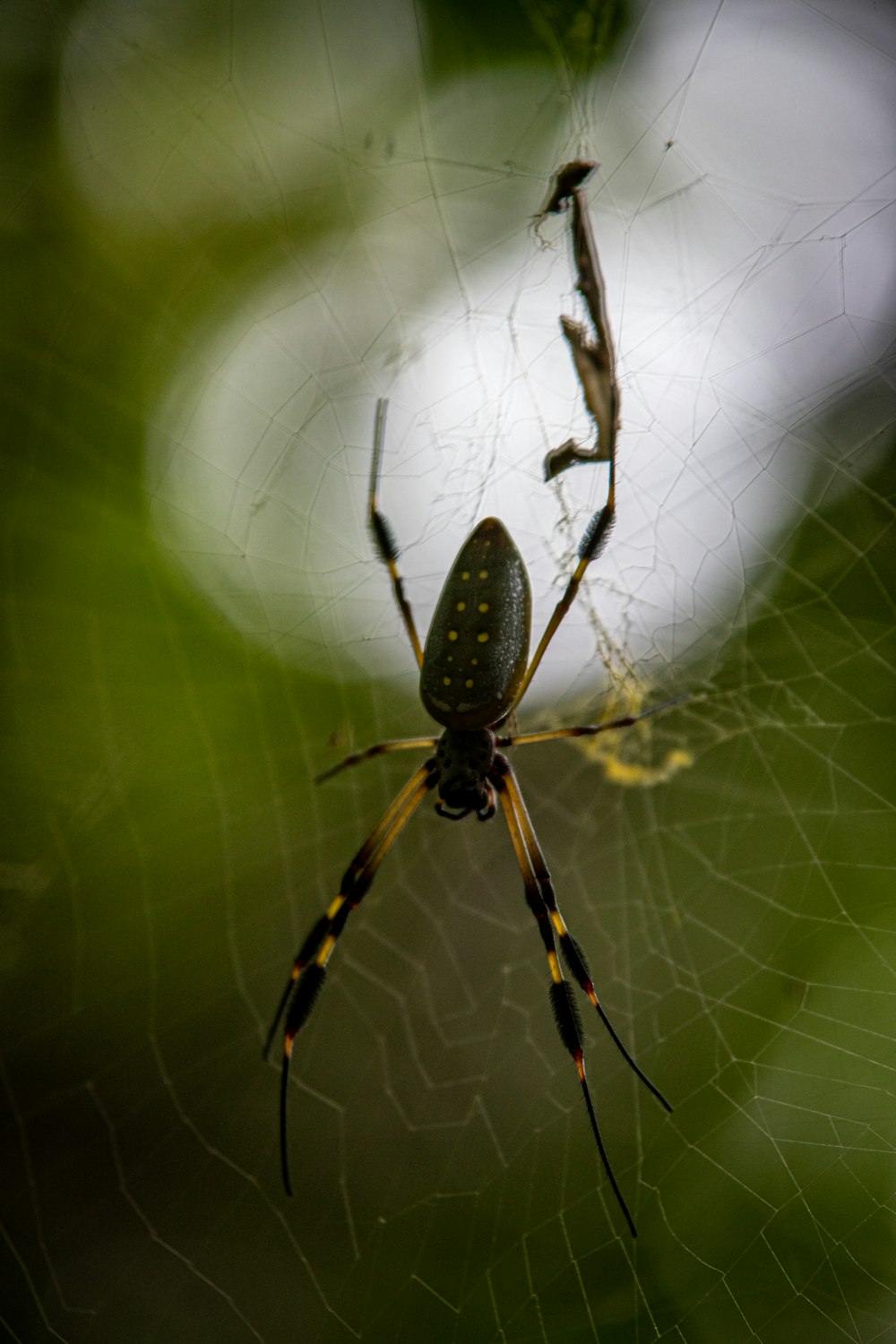 a close up of a spider on a web