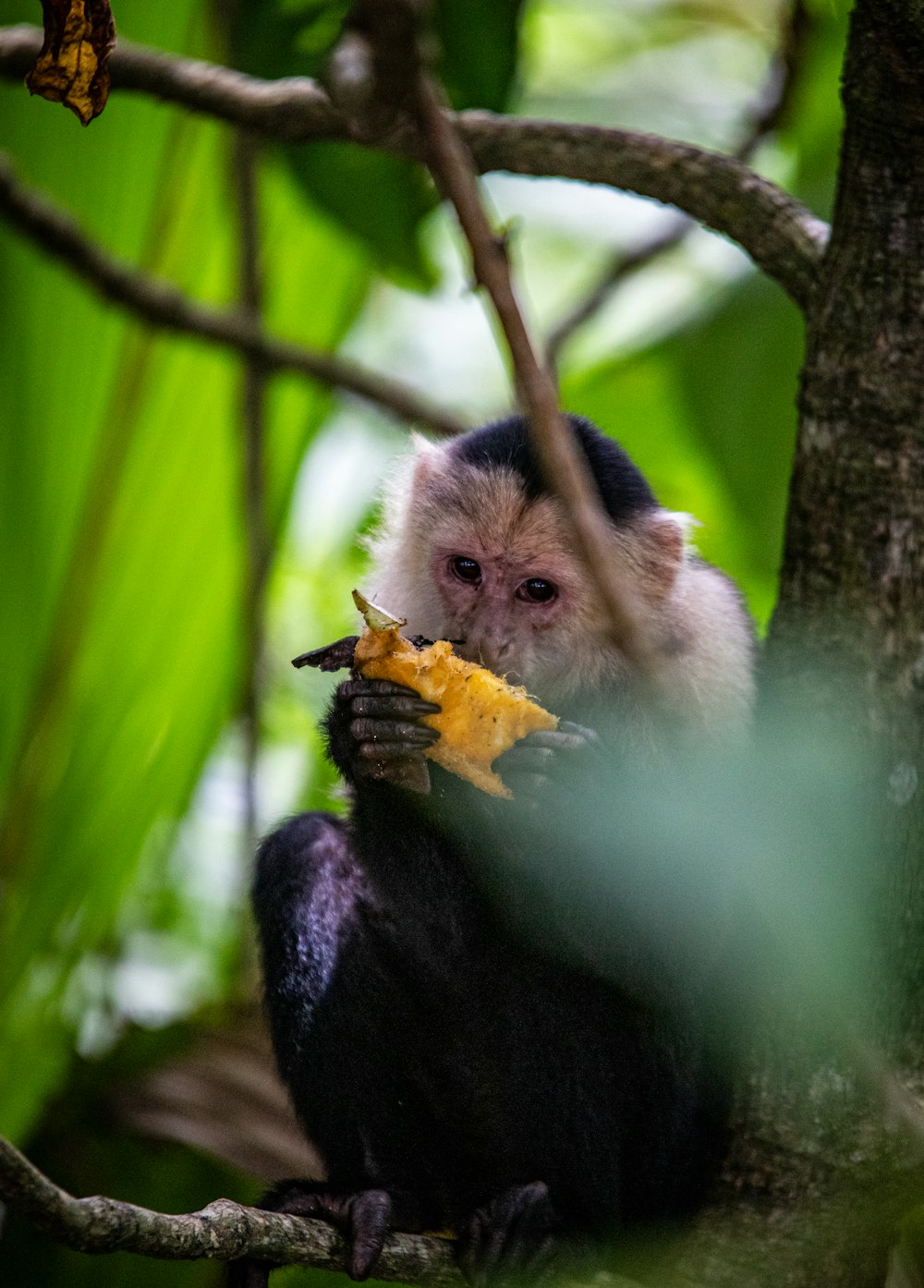 Un mono comiendo un plátano en un árbol