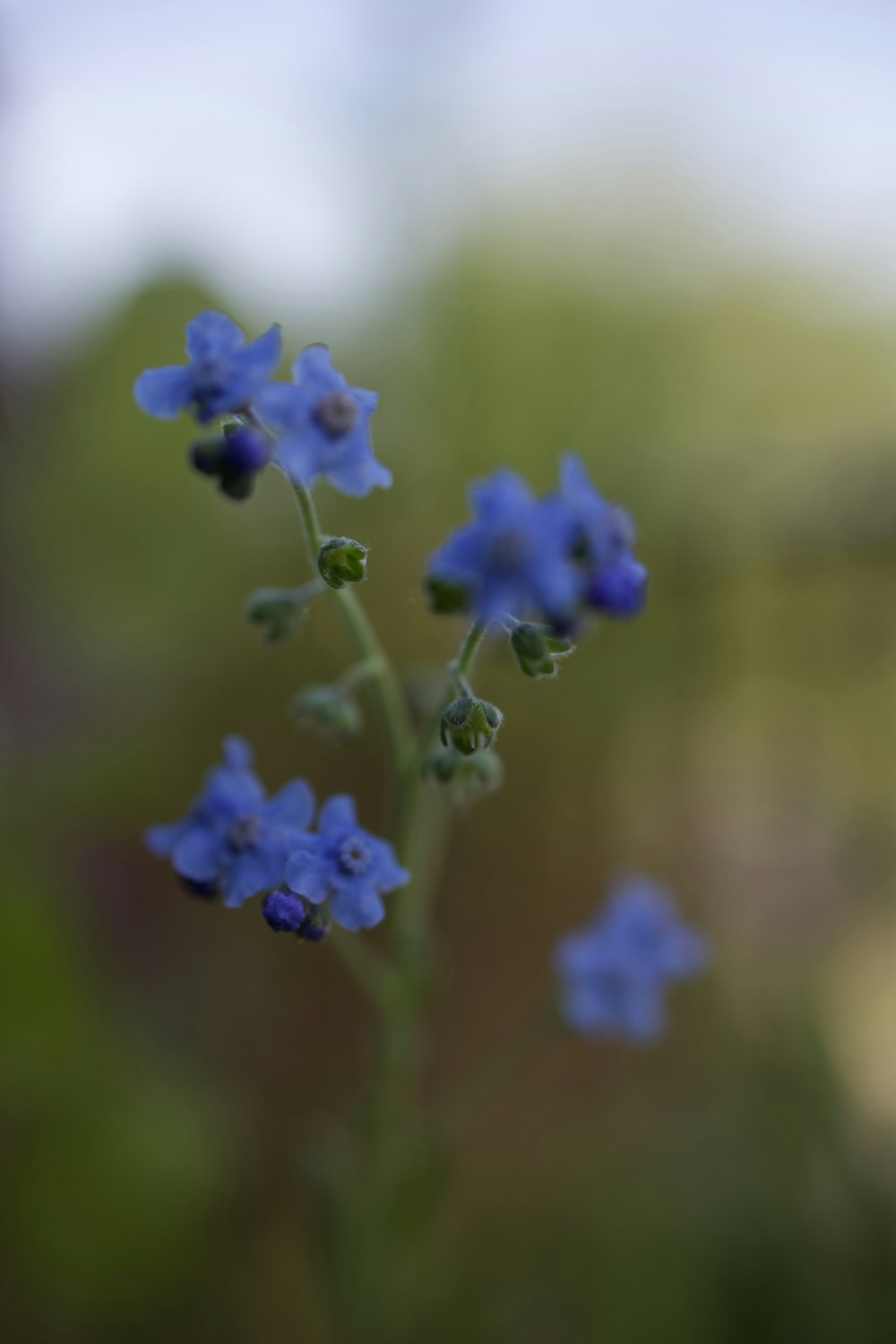 a close up of a blue flower with blurry background