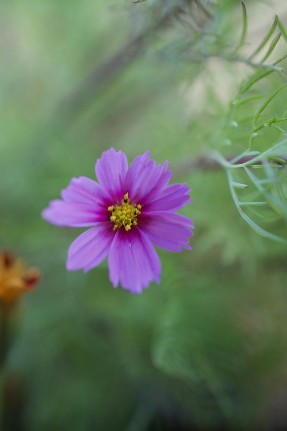 a purple flower with a yellow center in a garden