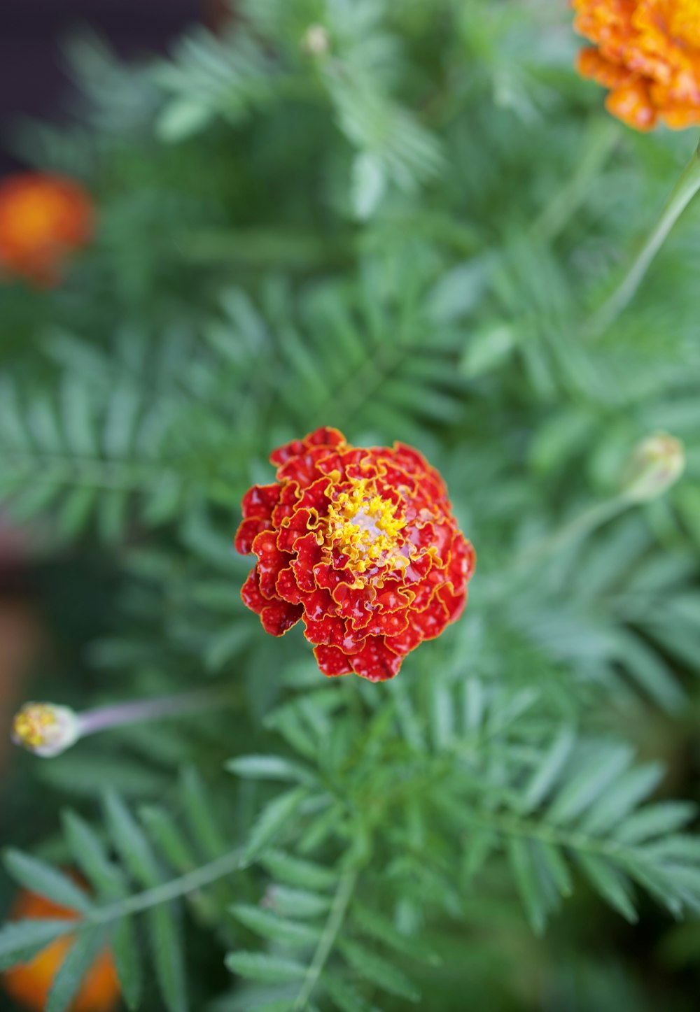 a close up of a red and yellow flower