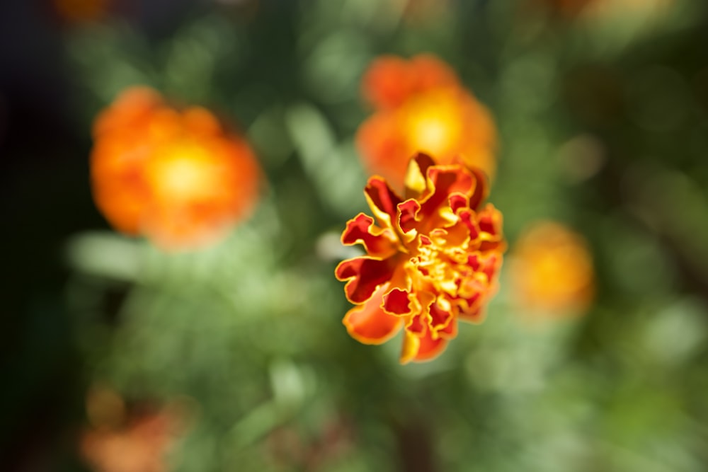 a close up of an orange and yellow flower