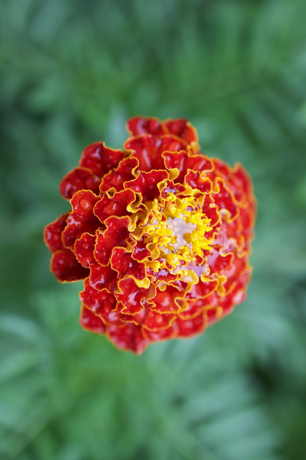 a red and yellow flower with green leaves in the background