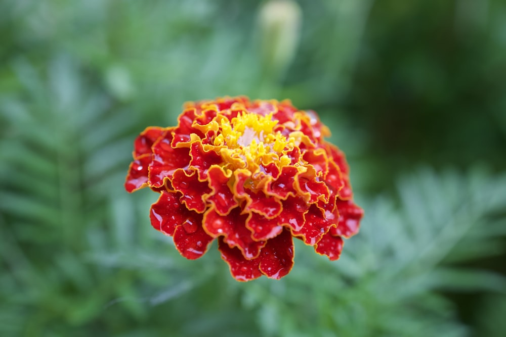 a red and yellow flower with green leaves in the background