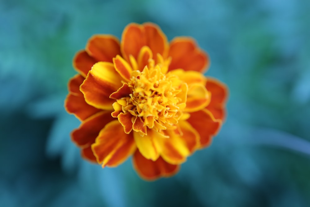 a close up of an orange and yellow flower