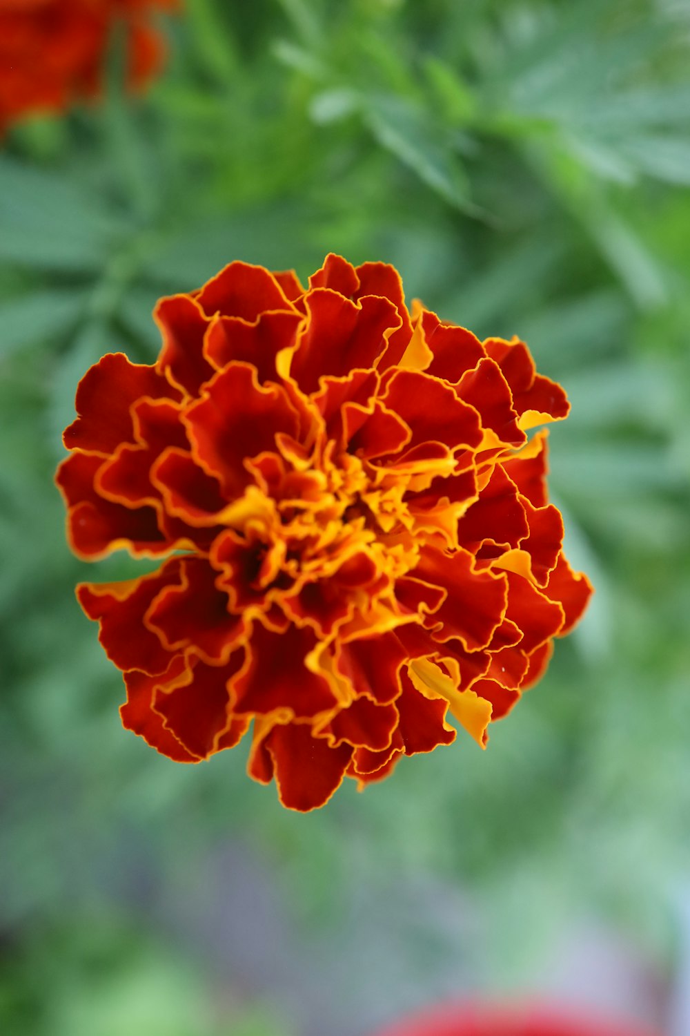 a close up of a red and yellow flower