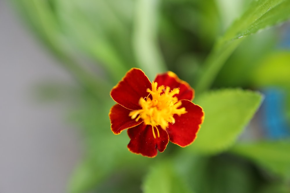 a red and yellow flower with green leaves