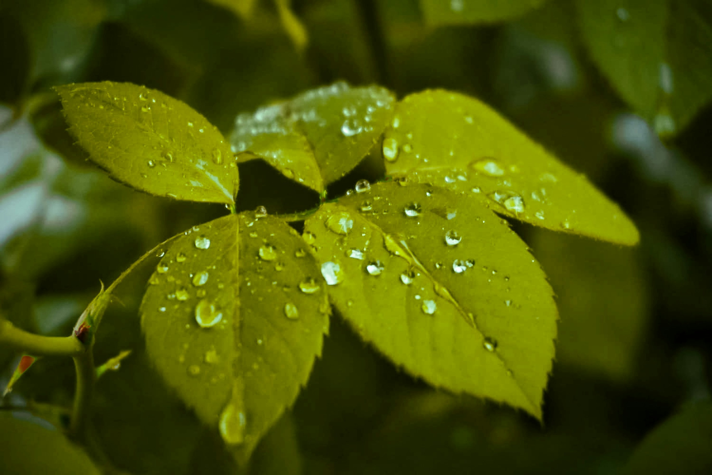 Photo by zeesha_clicks