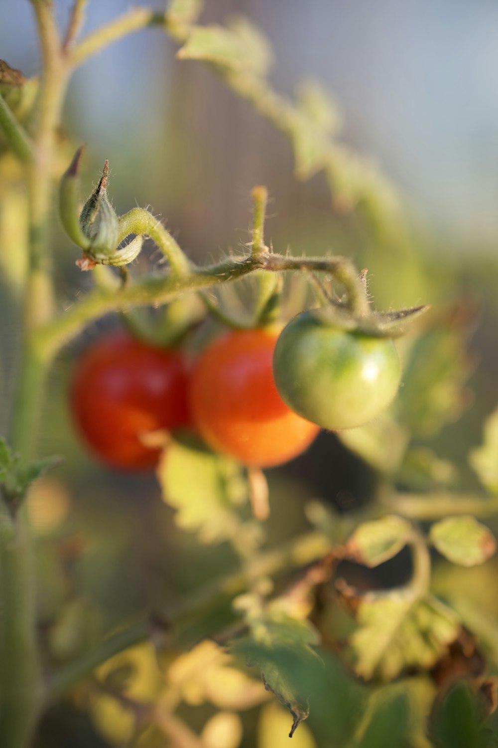 a close up of two tomatoes on a plant