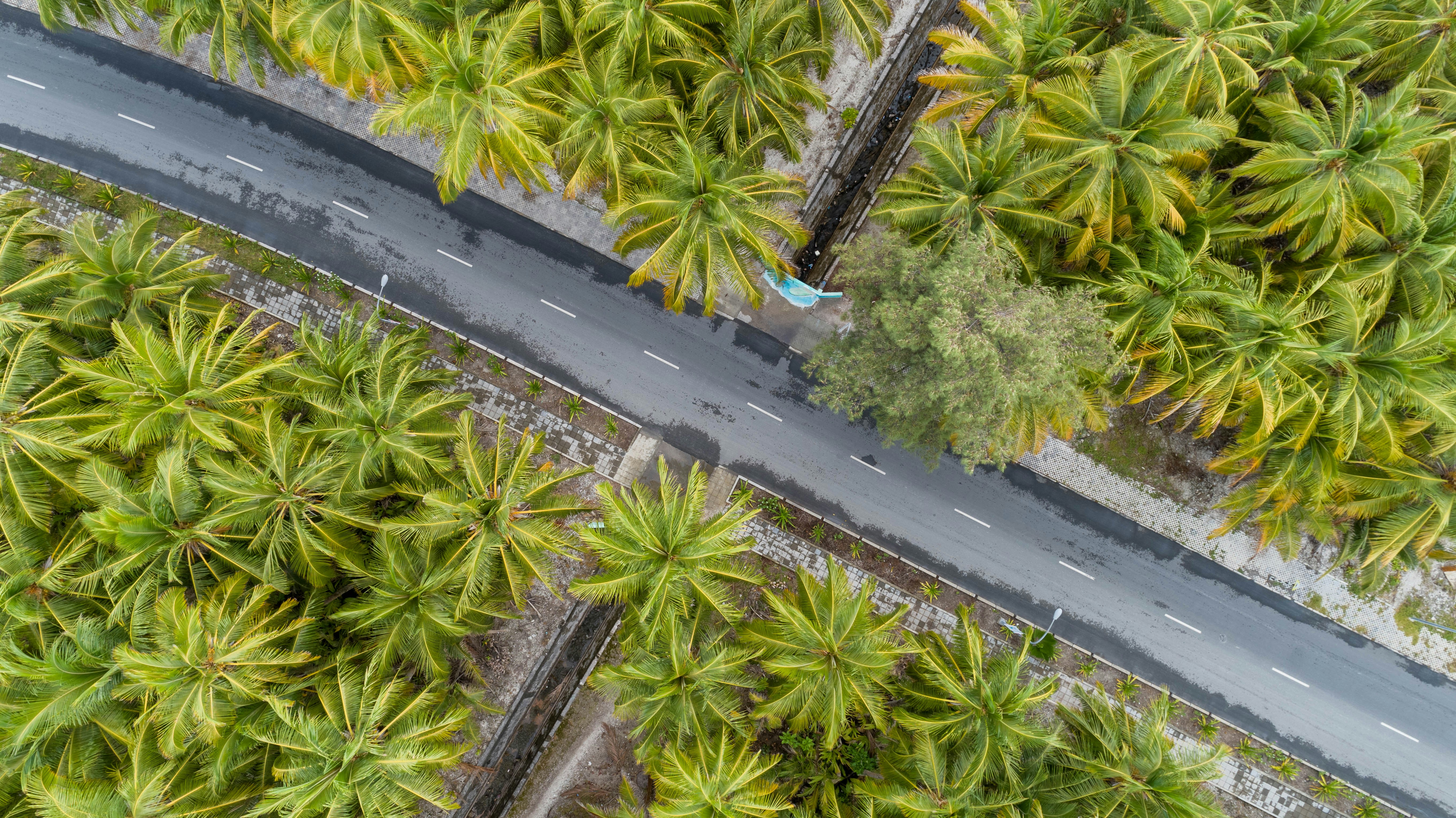 an aerial view of a road surrounded by palm trees