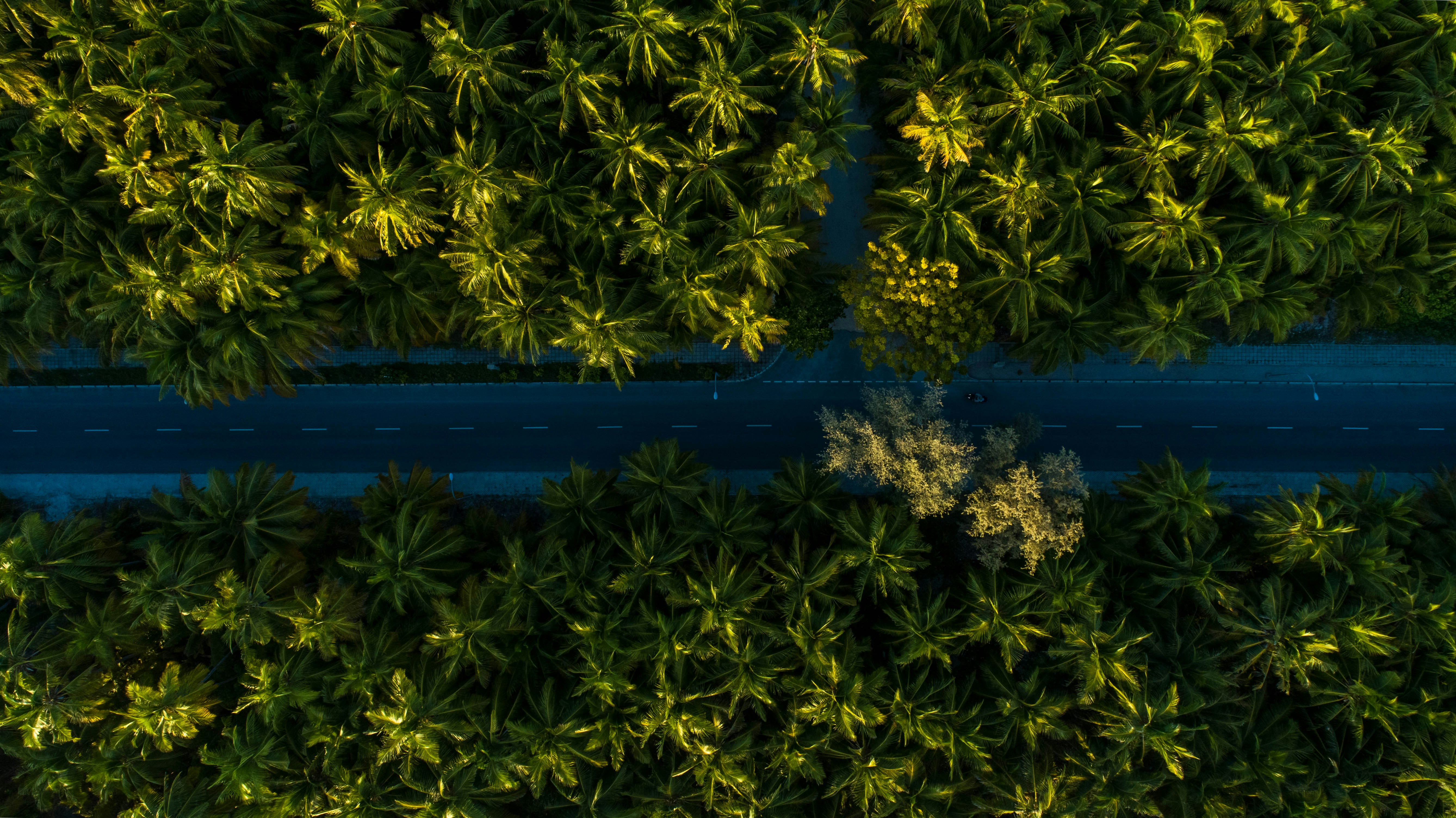 an aerial view of a road surrounded by trees