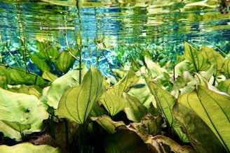a group of green plants floating in a pond