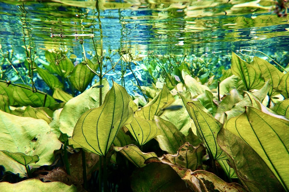 a group of green plants floating in a pond