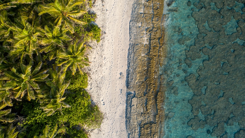 an aerial view of a beach and palm trees