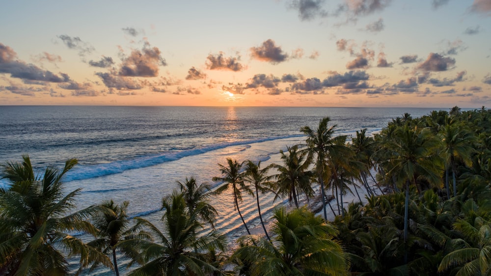 a sunset over a beach with palm trees