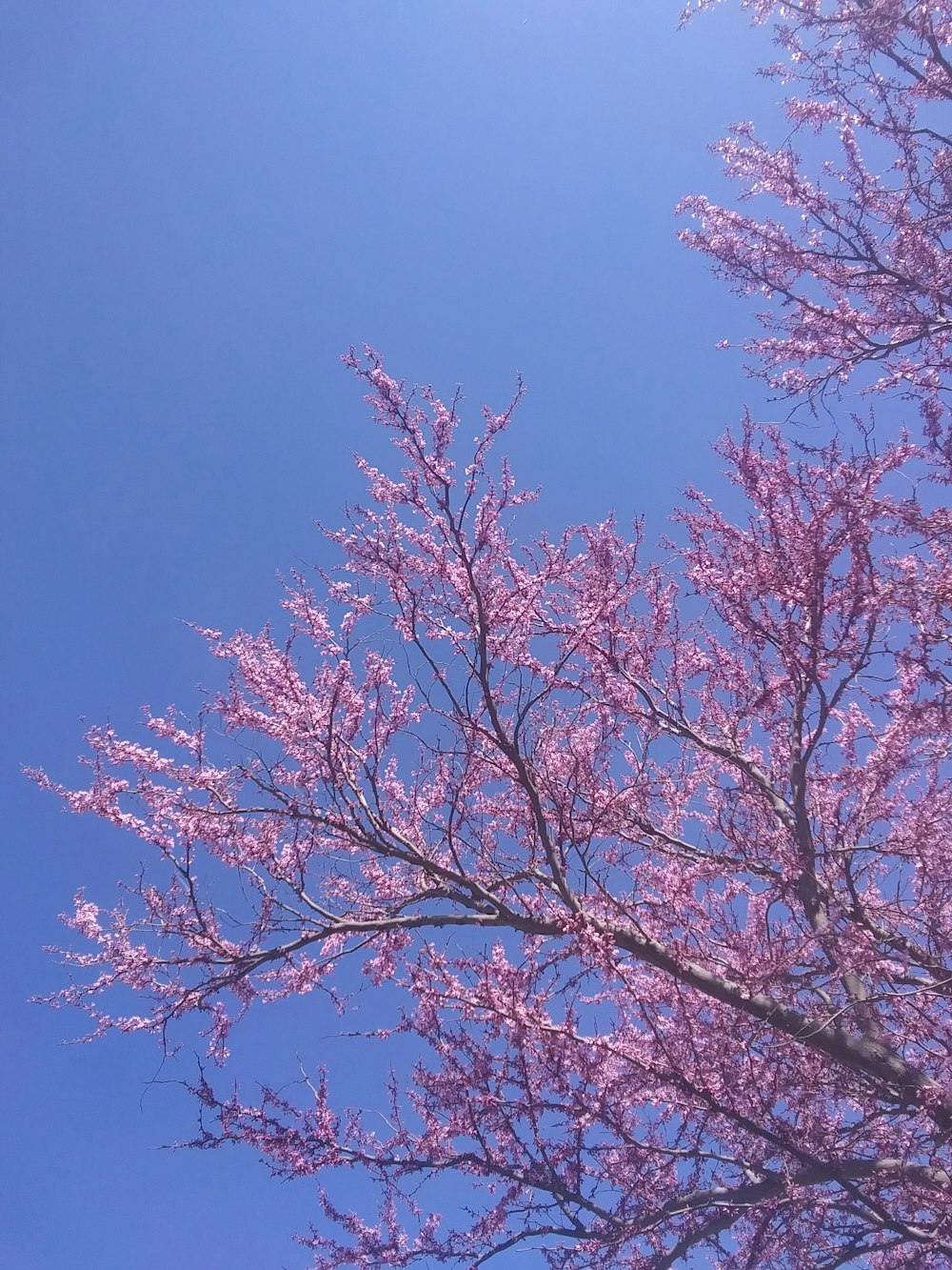 a tree with pink flowers in the foreground and a blue sky in the background