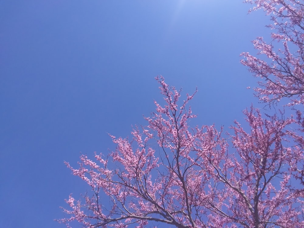 a blue sky with some pink flowers in the foreground