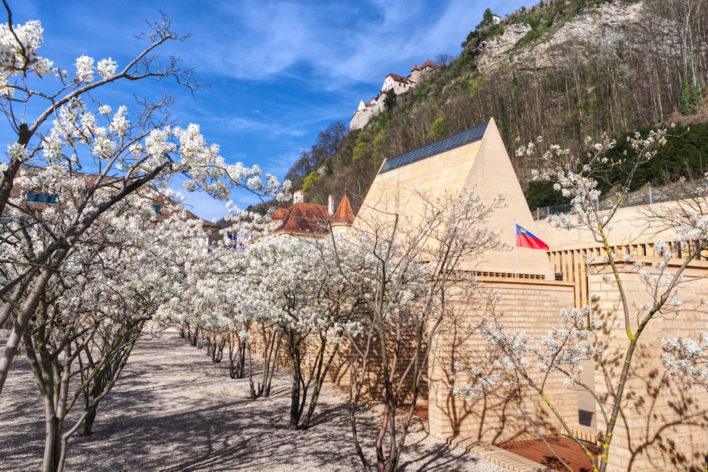 a row of trees with white flowers in front of a building