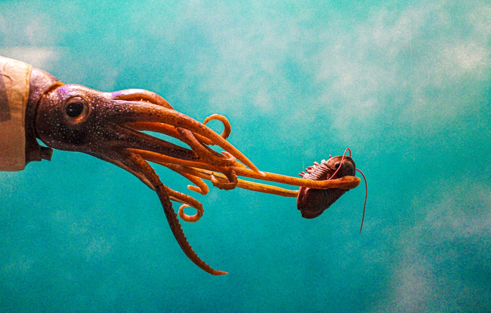 an octopus and a squid swimming in the ocean