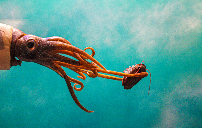 Giant Squid (Architeuthis dux)