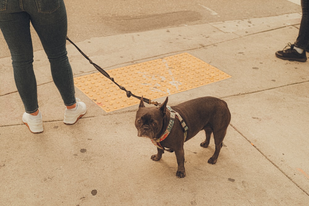 ein kleiner brauner Hund, der auf einem Bürgersteig steht