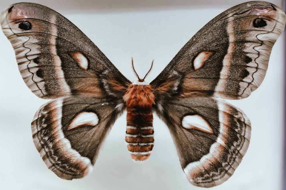 a close up of a butterfly on a white background