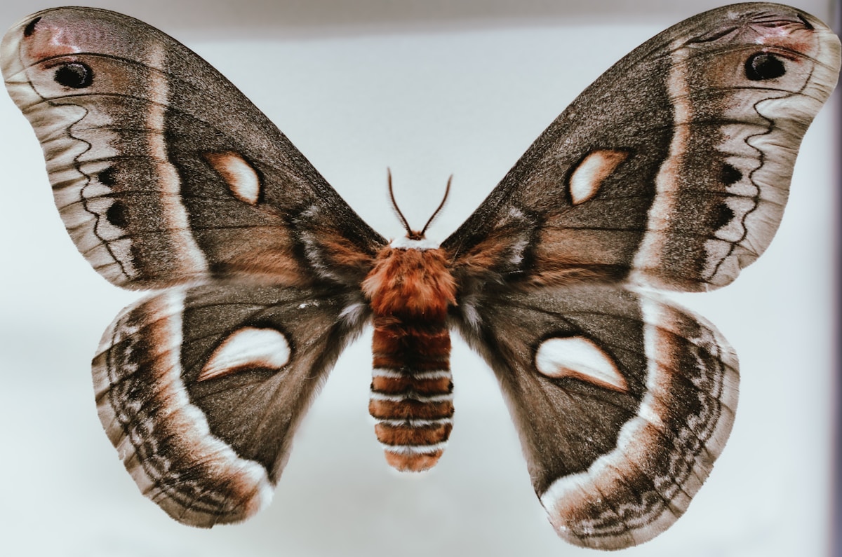 Moth pest control image background image