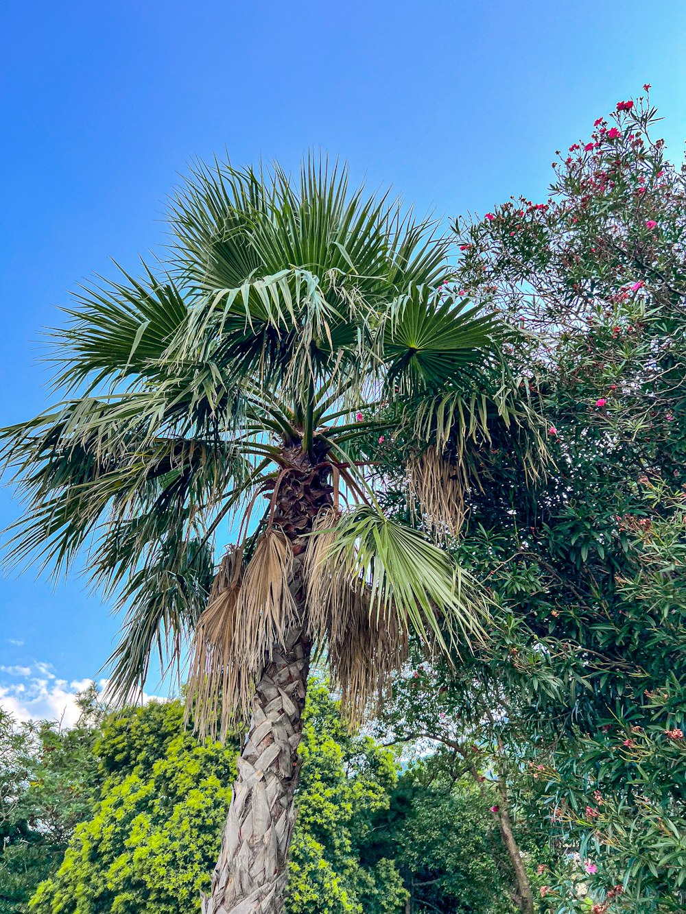 uma palmeira no meio de um parque