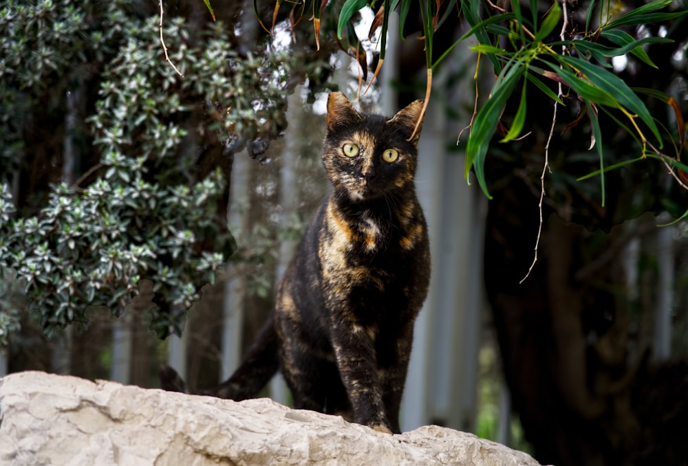 a cat standing on top of a large rock