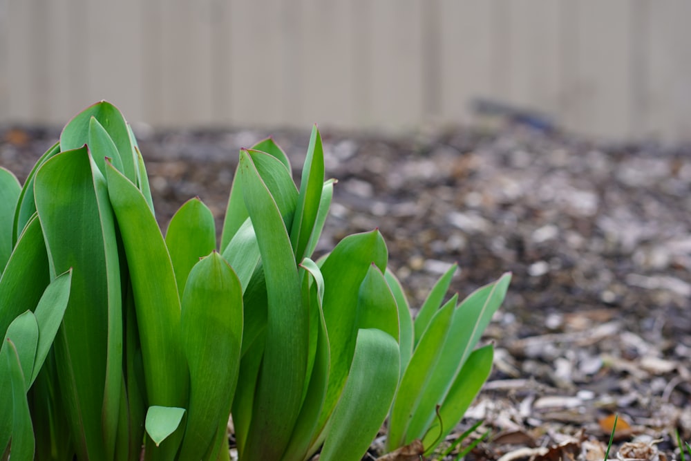 a close up of a plant with green leaves