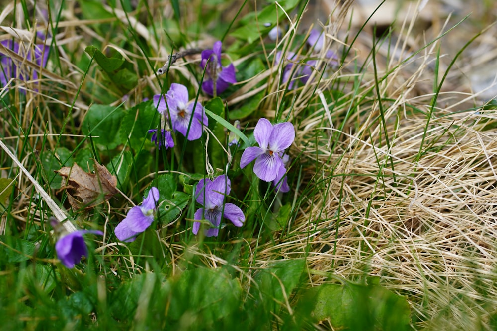 a group of purple flowers sitting on top of a lush green field