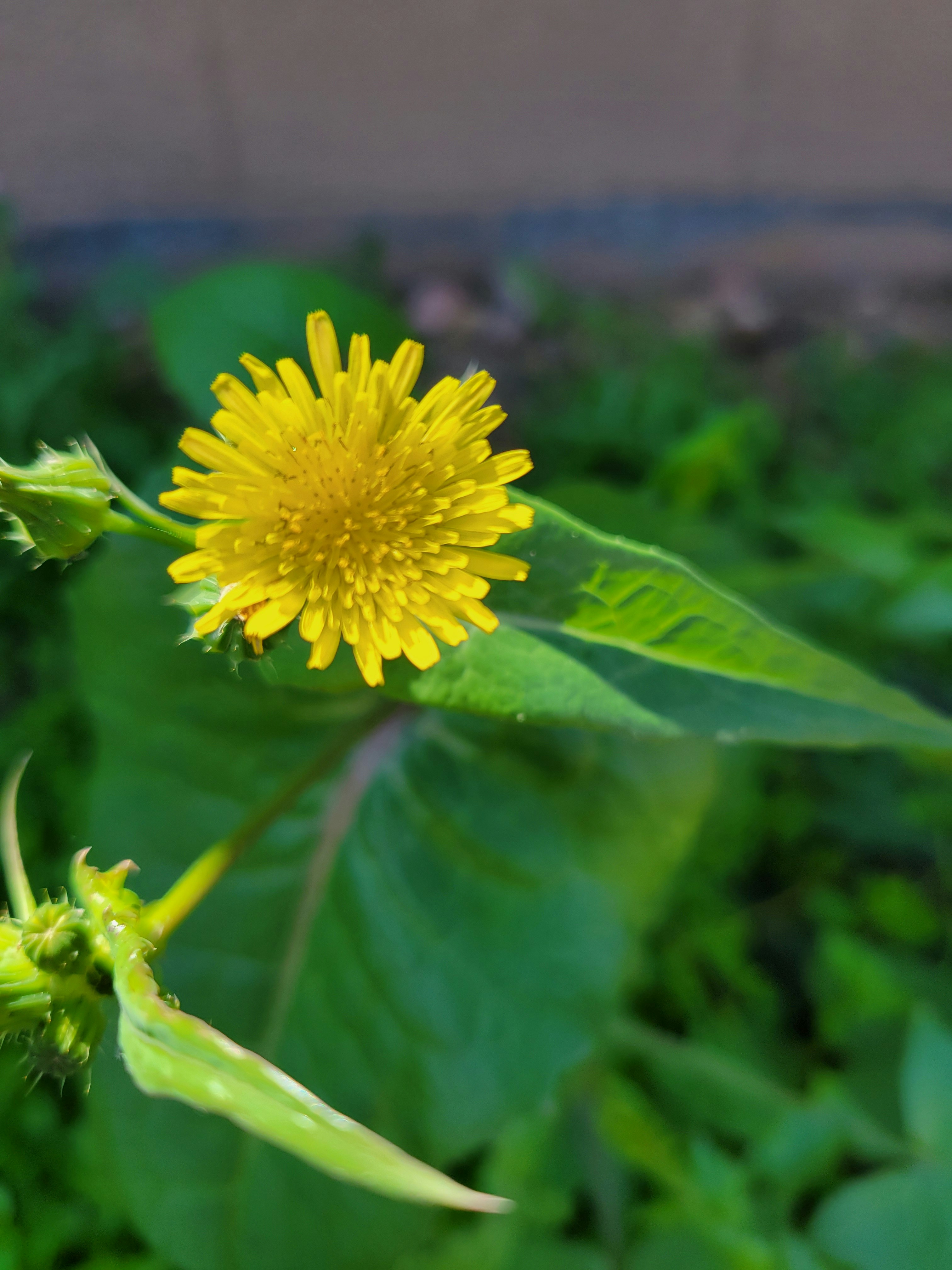 a close up of a yellow flower on a plant