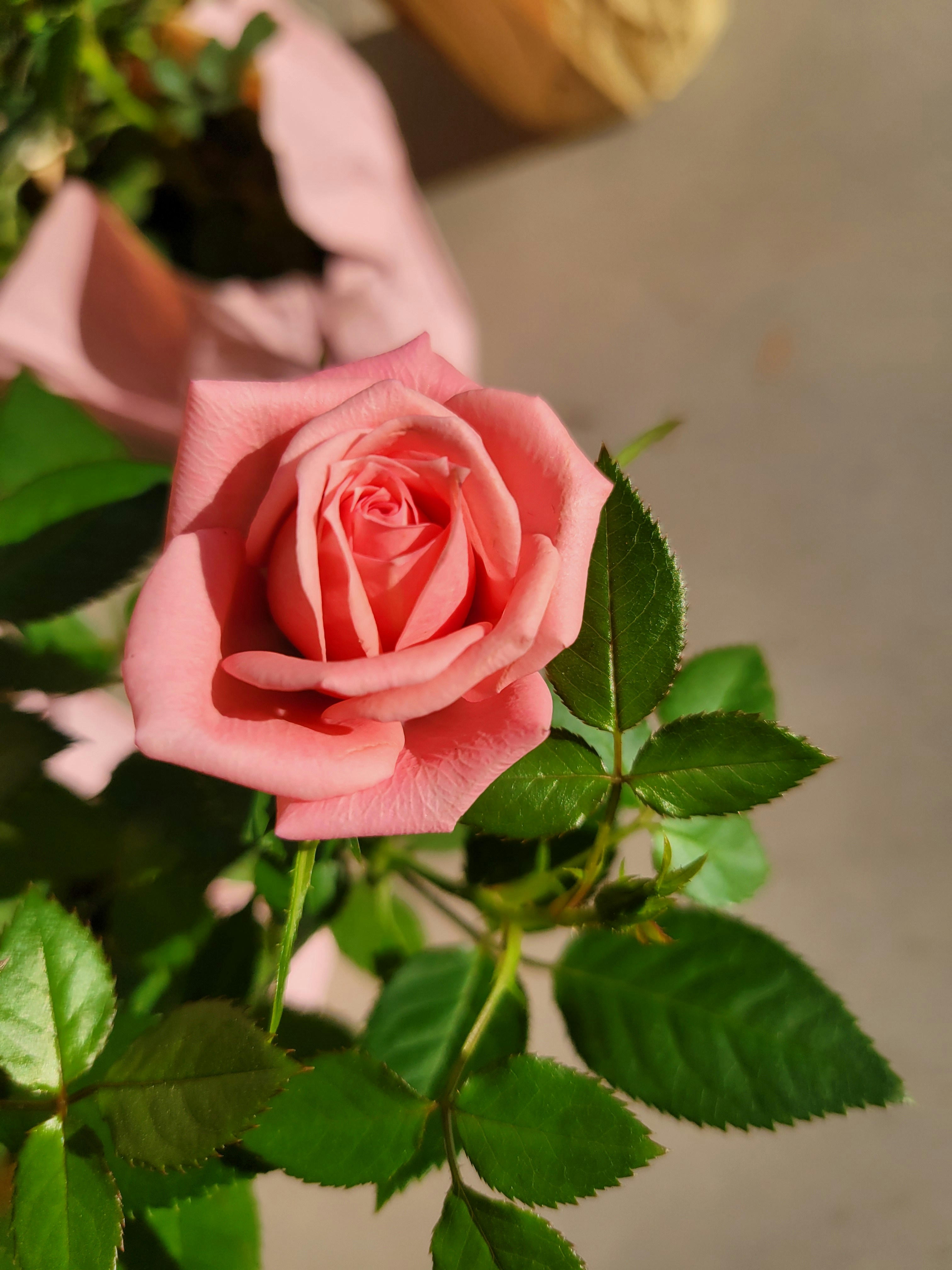 a pink rose with green leaves in a vase