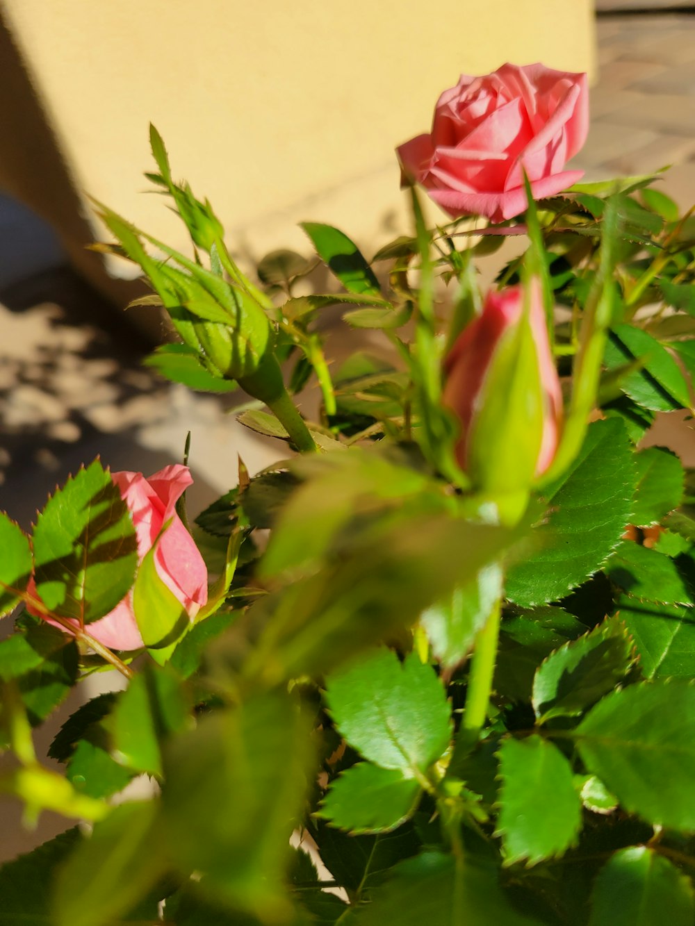 a bush of pink roses with green leaves