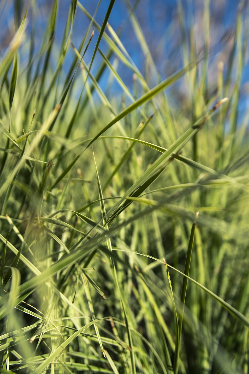 a close up of a green grass with a blue sky in the background