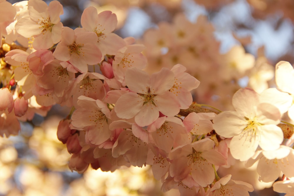 a close up of a tree with pink flowers