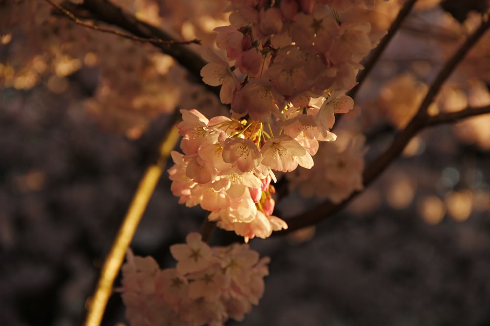 a close up of a flower on a tree