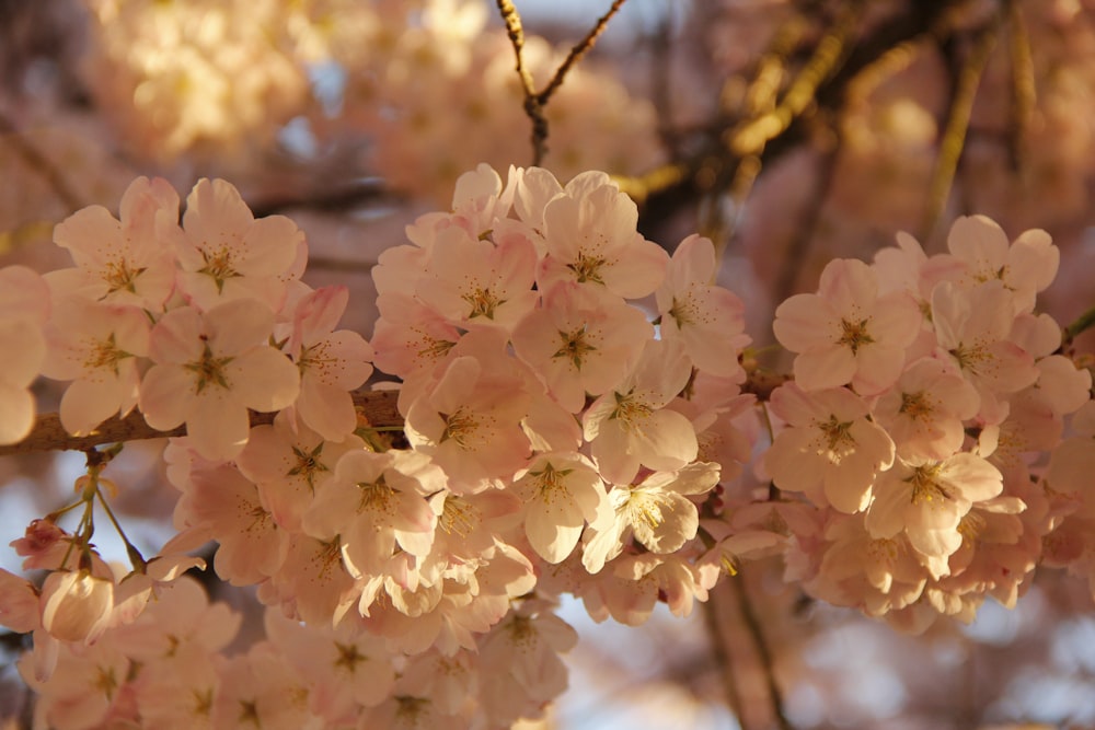 a close up of a bunch of flowers on a tree