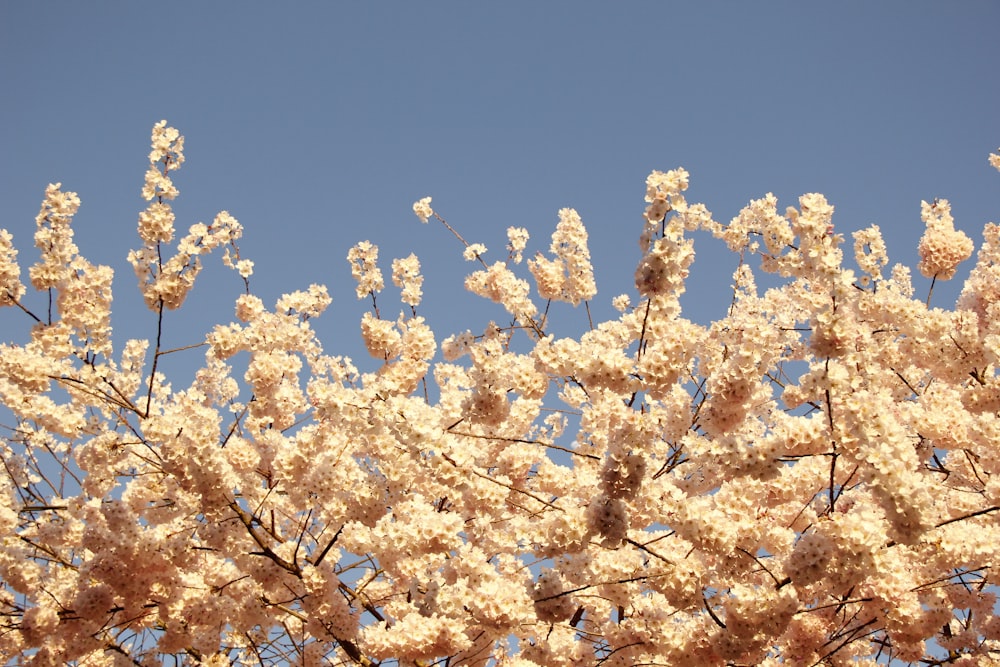 a tree with lots of white flowers in front of a blue sky