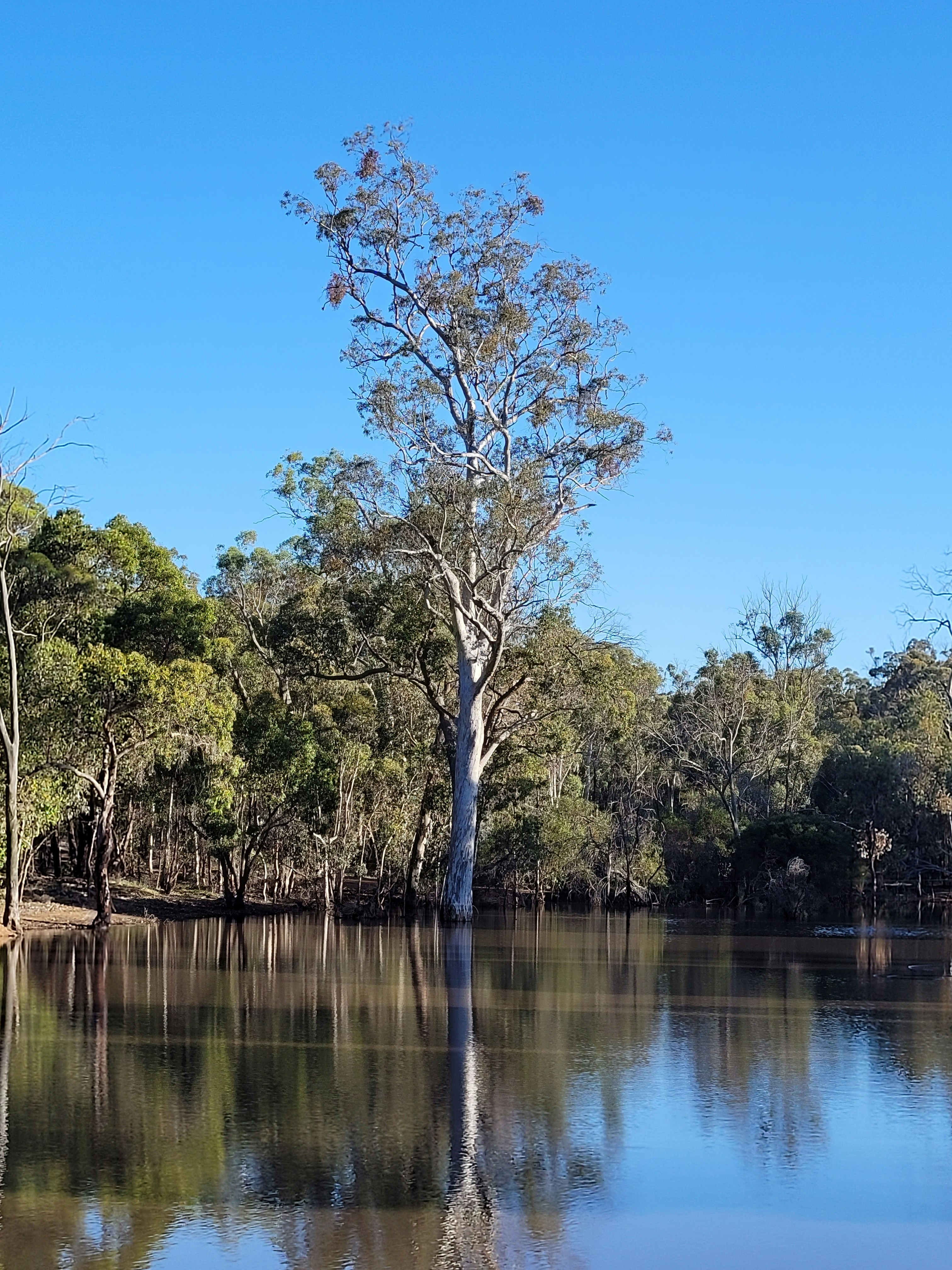 Still water reflecting tall gum trees under a clear blue sky