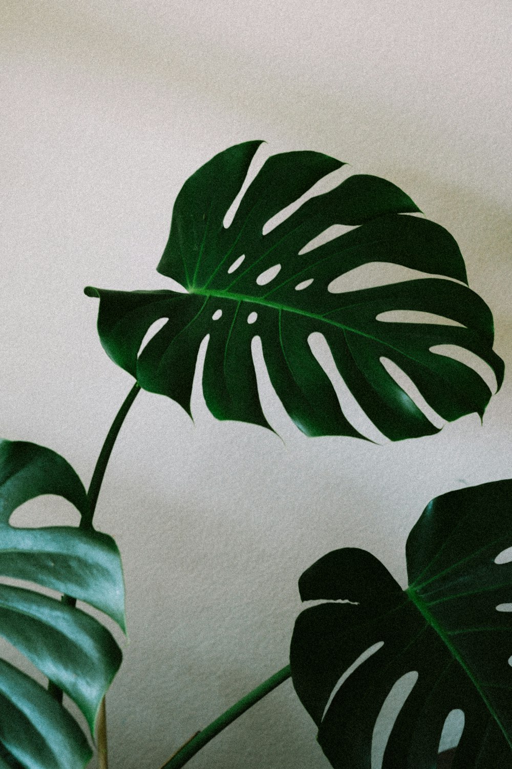 a large green leaf on a white wall