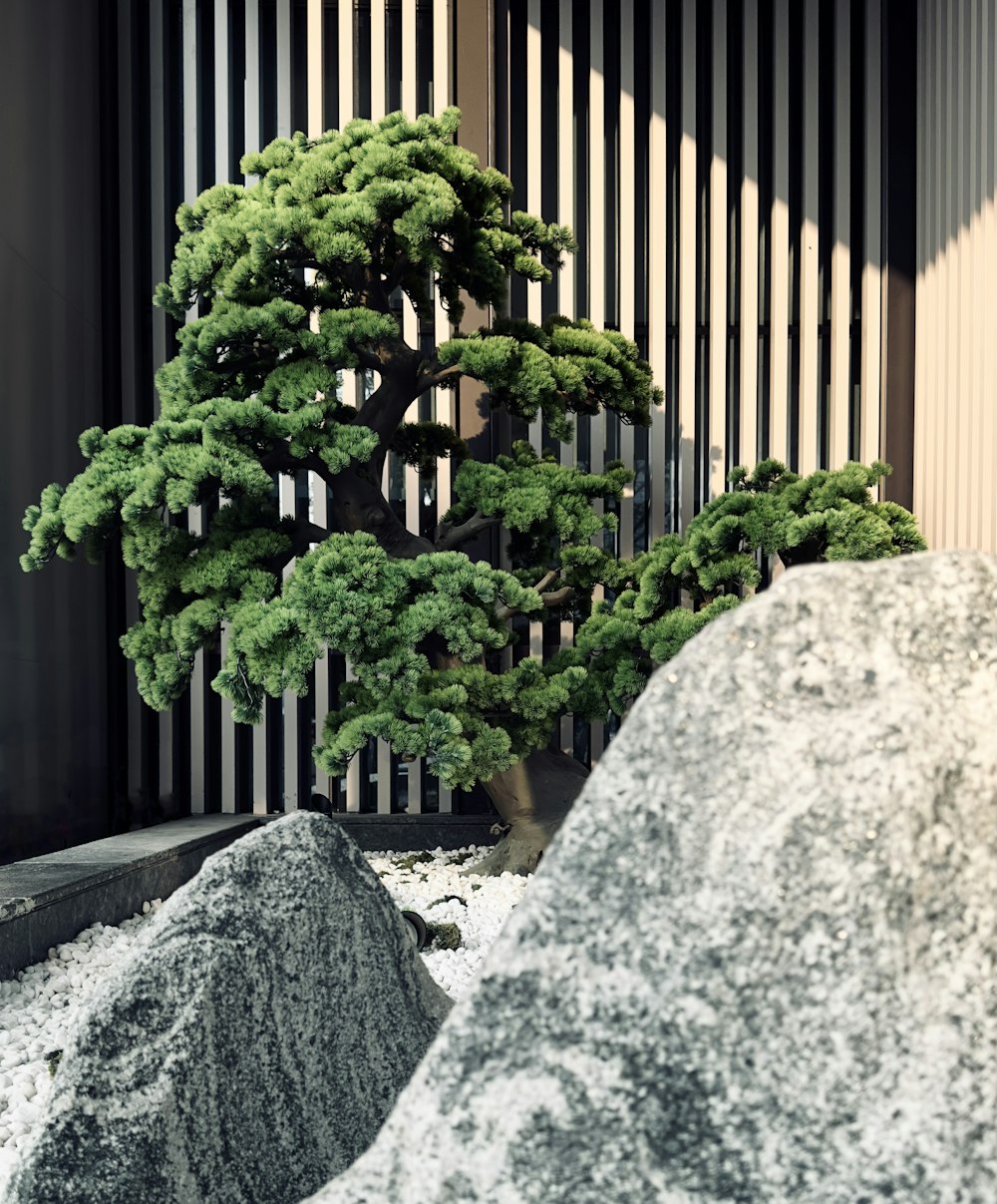 a bonsai tree in a rock garden