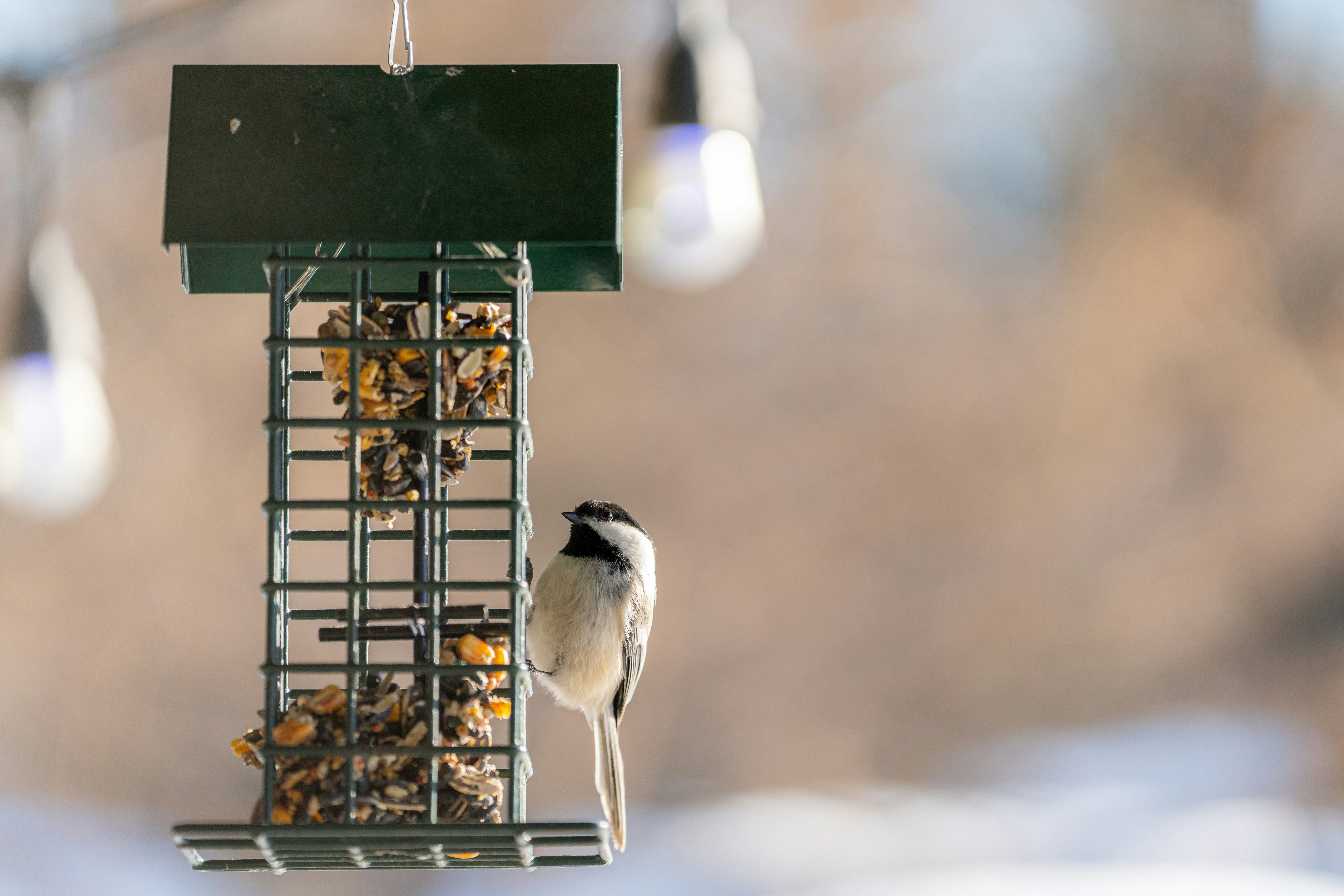 a bird is eating from a bird feeder