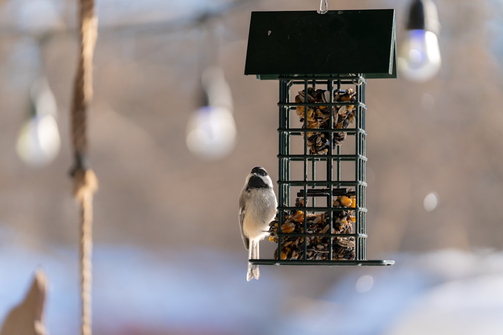 a bird is eating from a bird feeder