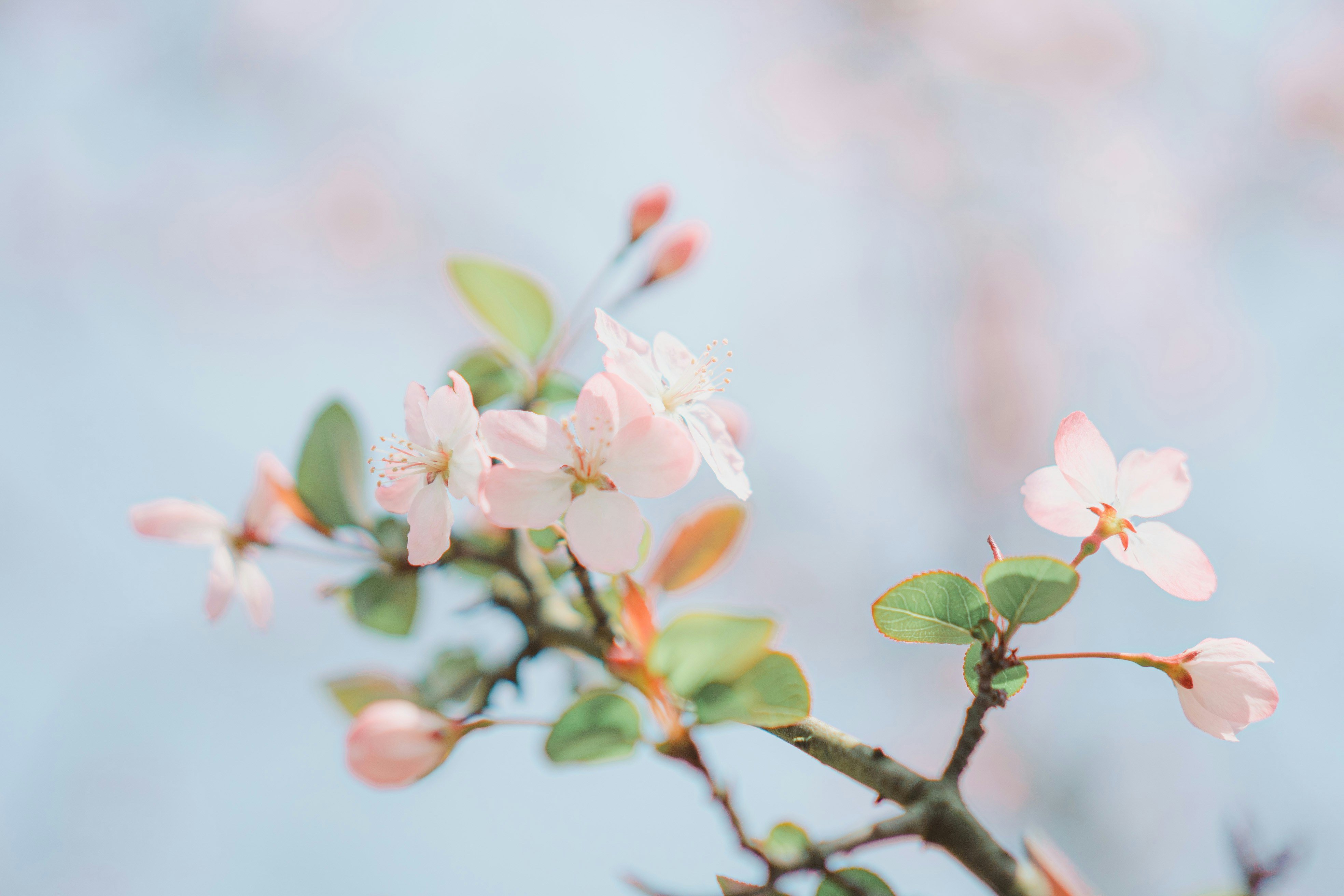 Photo by xiexianghua