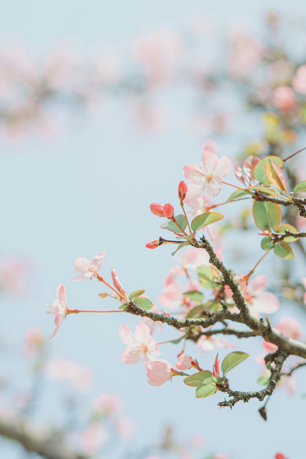 a branch with pink flowers against a blue sky