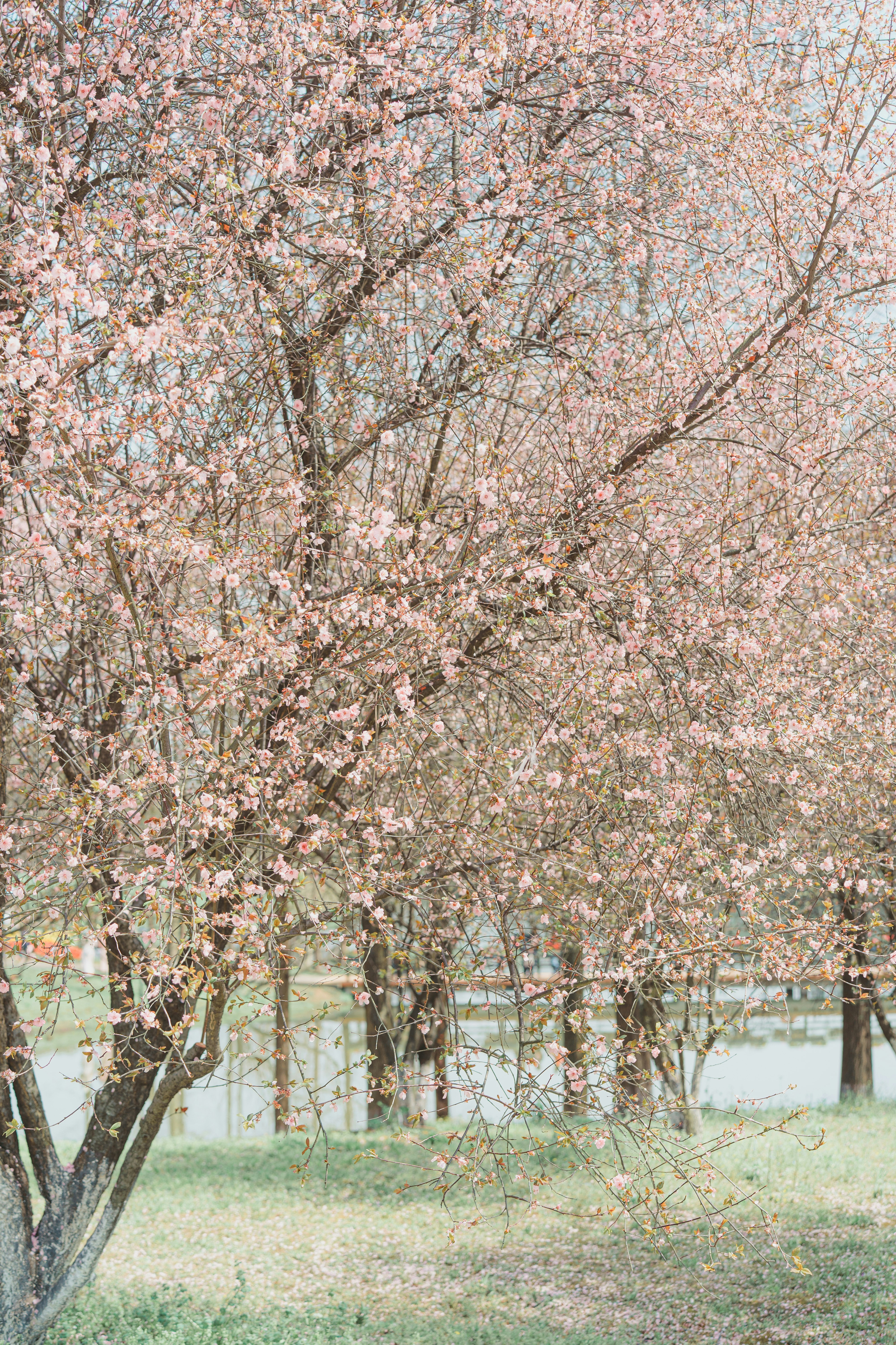 Photo by xiexianghua